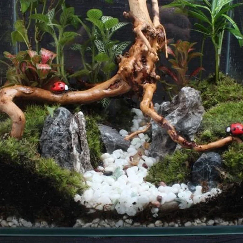 Natural Tree Trunk Driftwood A - Marine Aquarium For Sale ulasan dan harga