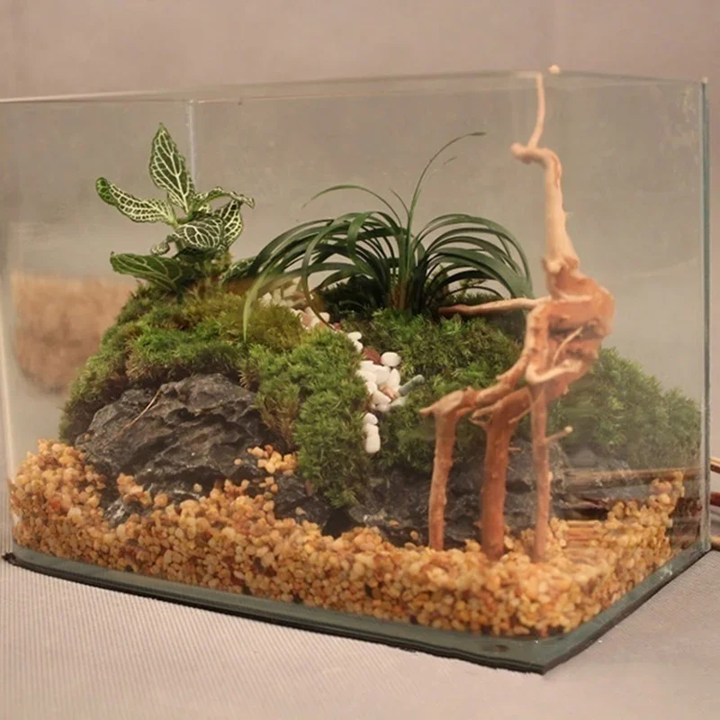 Natural Tree Trunk Driftwood A - Marine Aquarium For Sale ulasan dan harga