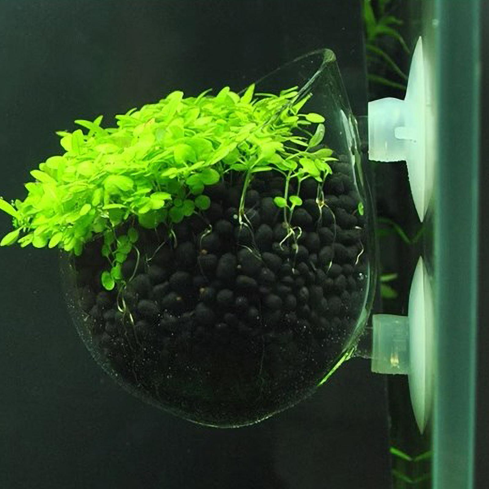 Aquarium Plant Holder Glass Aq - Marine Aquarium Live ulasan dan harga