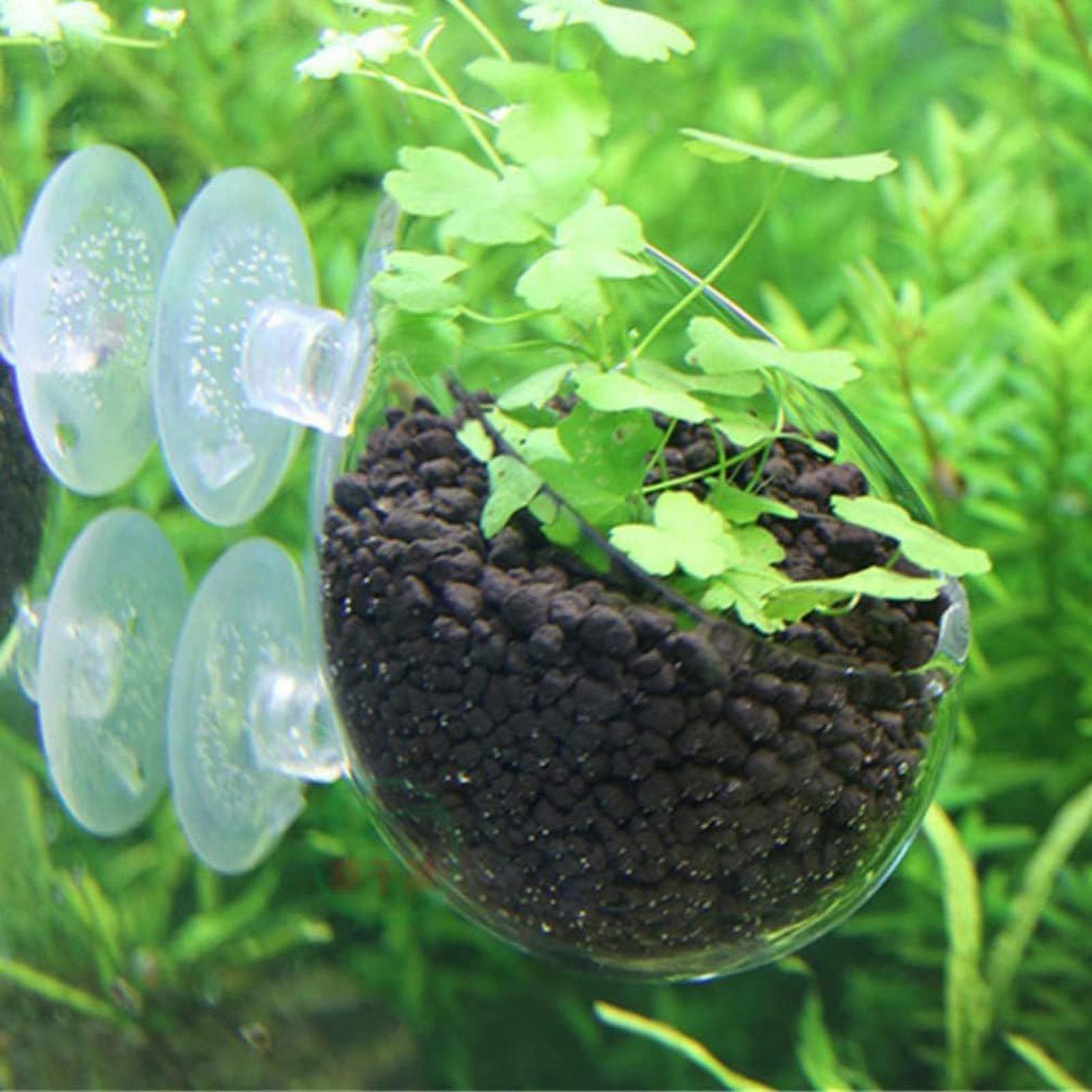 Aquarium Plant Holder Glass Aq - Marine Aquarium Live ulasan dan harga