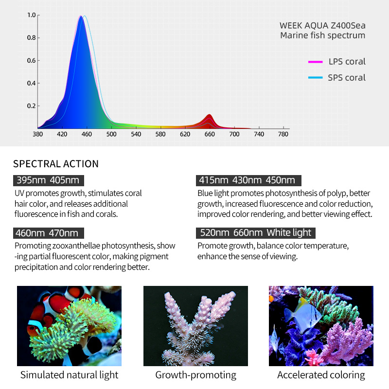 ZXY Hot Sale WEEKAQUA Z250 Z40 - Aquarium Blue Marine Reef ulasan dan harga