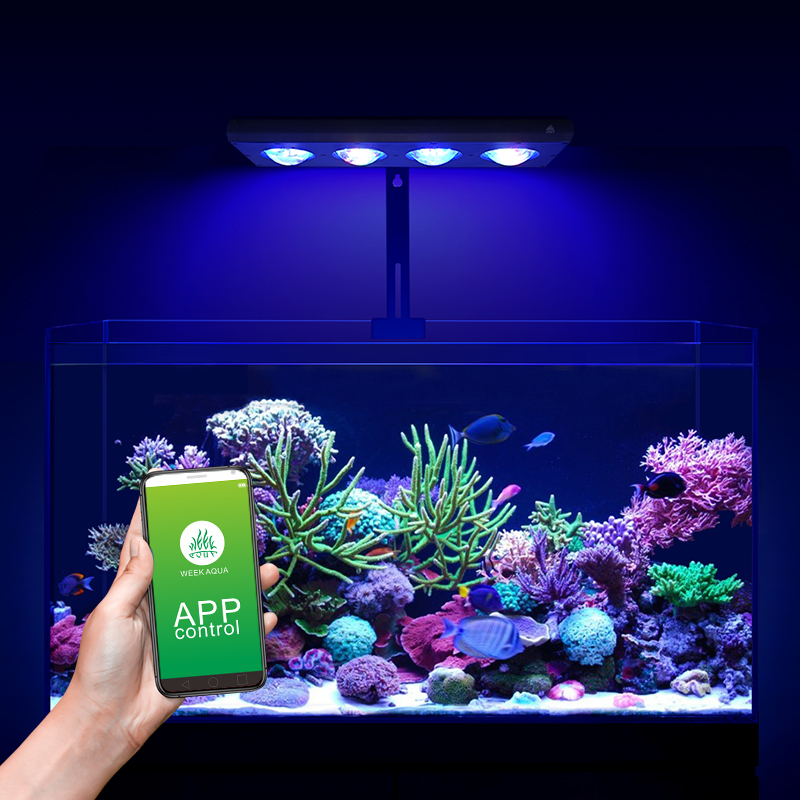 ZXY Hot Sale WEEKAQUA Z250 Z40 - Aquarium Blue Marine Reef ulasan dan harga