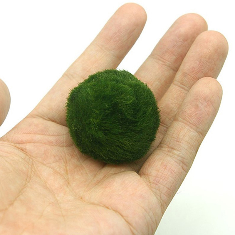Marimo Moss Balls Live Aquariu - Marine Aquarium Live ulasan dan harga