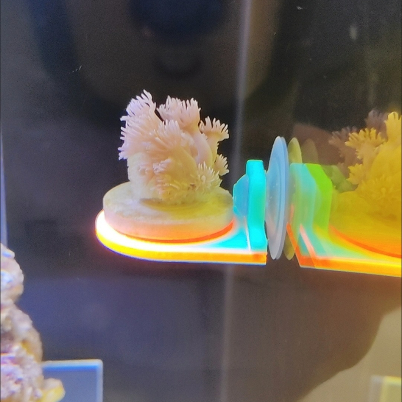 Color Random Coral Frag Holder - Marine Aquarium Live ulasan dan harga