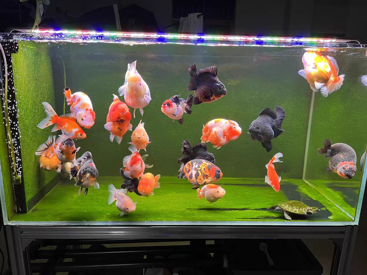 LED Aquarium Light for Fish Ta - Marine Aquarium In Clearwater ulasan dan harga