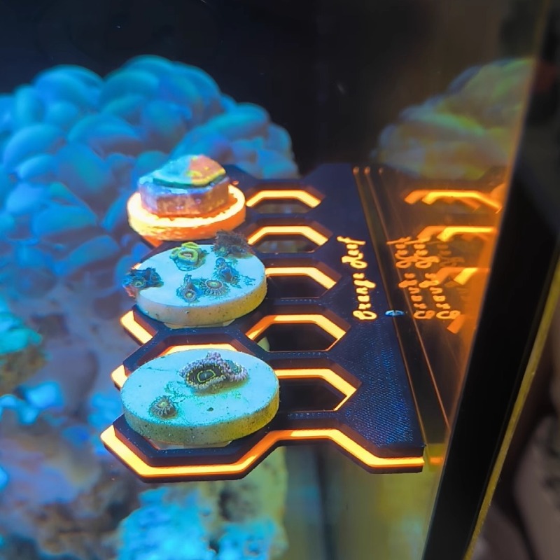 Fluorescent Magnetic Coral Fra - Coral Frag Plug ulasan dan harga